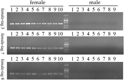 Identification of Sex-Specific Markers Through 2b-RAD Sequencing in the Sea Urchin (Mesocentrotus nudus)